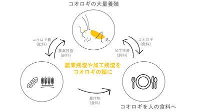 国産食用コオロギ使用　冷凍パンとレトルトカレー登場　グリラス