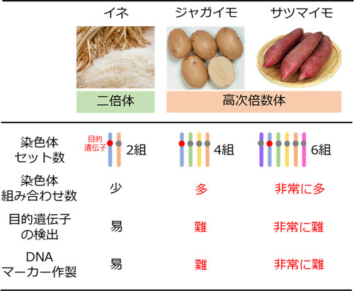 ジャガイモ・サツマイモのゲノムとDNAマーカー作製について