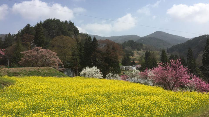 菜の花畑と梅花に囲まれた田んぼ