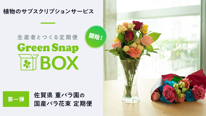 生産者とつくる定期便「GreenSnap BOX」販売開始　GreenSnap