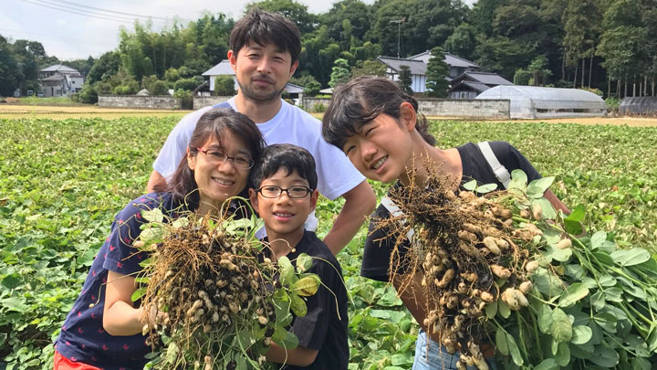 土から掘り起こしてピーナッツを収穫