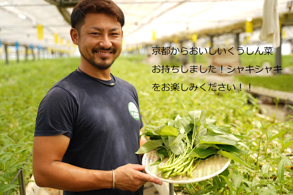 「京のくうしん菜」を栽培する川崎継太代表