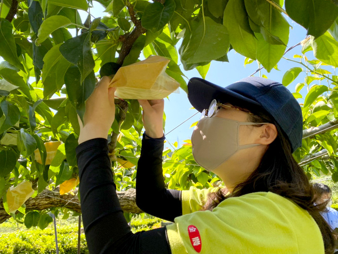 鳥取県産梨の生産者