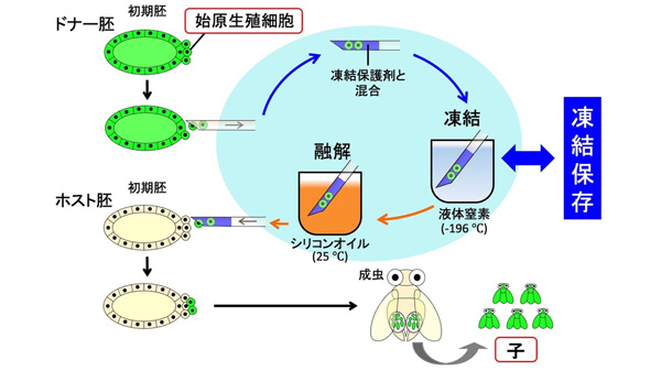 同研究で開発したショウジョウバエ系統の凍結保存法