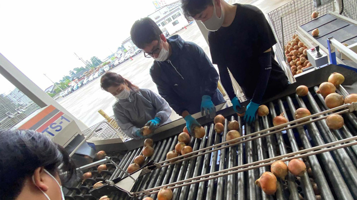 富山県砺波市 「玉ねぎ」の圃場での収穫作業