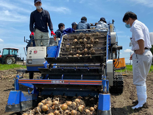 富山県砺波市 「玉ねぎ」の圃場での収穫作業