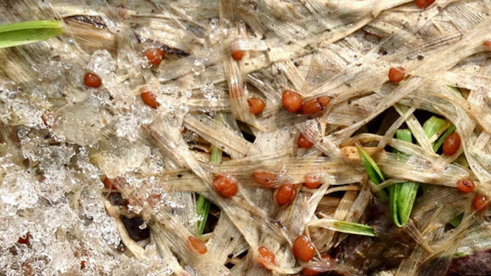 春の雪解け後に見られる雪腐病菌の感染により枯死したベントグラス（寒地型芝草）