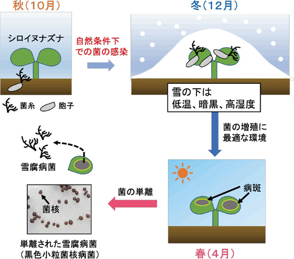 野外試験によるシロイヌナズナに感染する雪腐病菌の単離