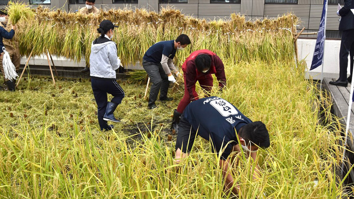 社員らによる稲刈りの様子