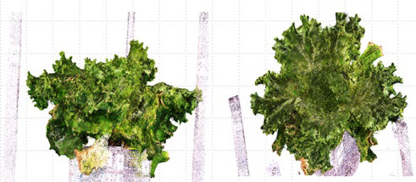 レタスの全周3次元モデル