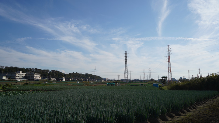 ねぎ畑が広がる矢切地区