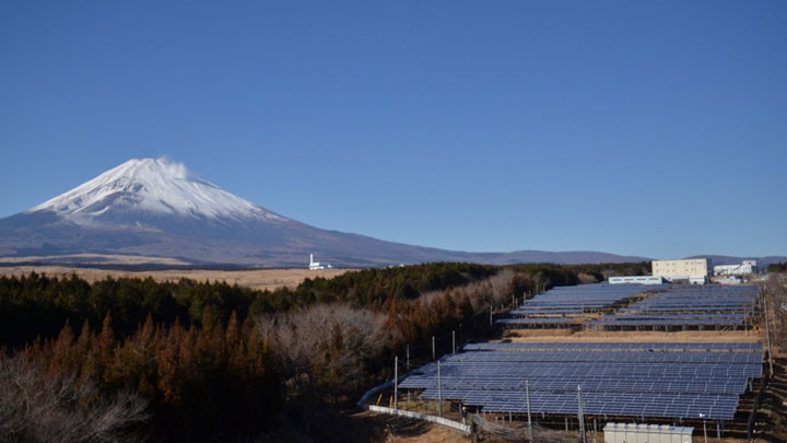 静岡県御殿場市の営農型太陽光発電所から「姫榊」初出荷　BCPGジャパン