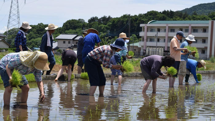 田んぼで昔ながらの田植え体験