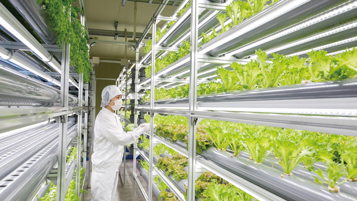 植物工場生産農家が高機能野菜の新種栽培を開始　デリファーム