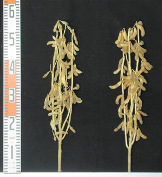 「サチユタカ」（左）と「はれごころ」で茎の長さや枝ぶりなどが類似