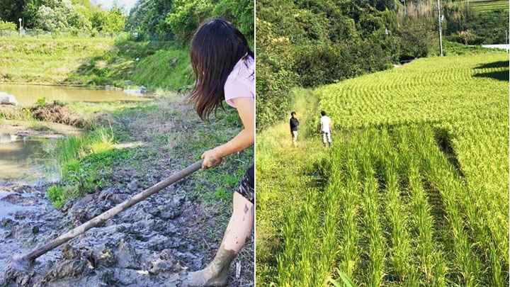 ヤオヨロズヤの米栽培の様子