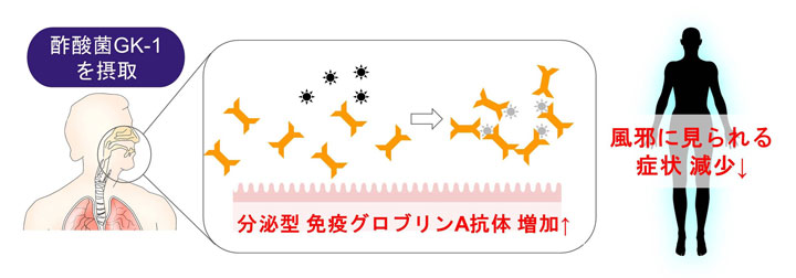 酢酸菌GK-1の摂取で分泌型IgAの増加と風邪に見られる諸症状が減少