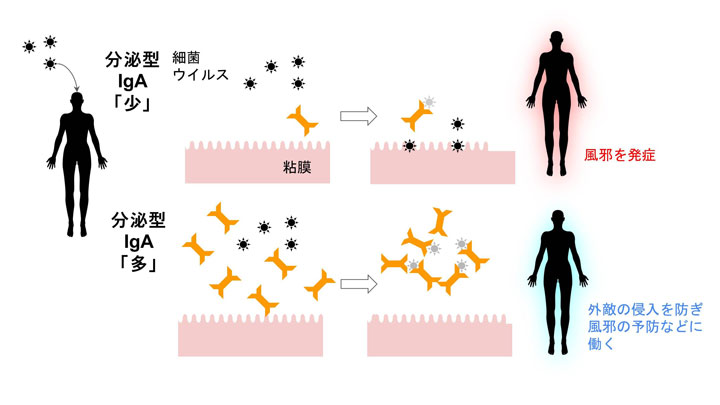 図1：分泌型IgAによる生体防御の概念図
