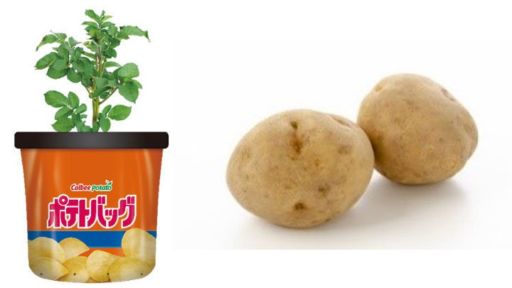 栽培用種芋「ぽろしり」で手軽にじゃがいも栽培『ポテトバッグ』発売　カルビー