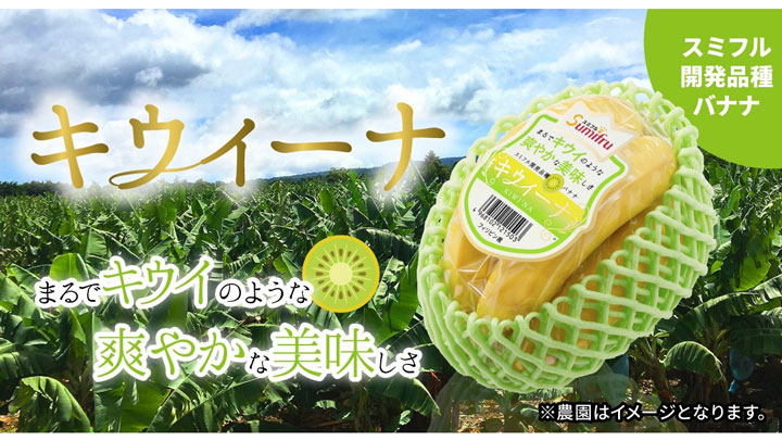 独自の希少品種バナナ「キウイーナ」販売数量が前年比200％達成　スミフル