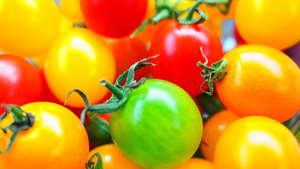 鹿児島県薩摩川内市のトマト農家「さつま農園」が承継者を募集　リレイ