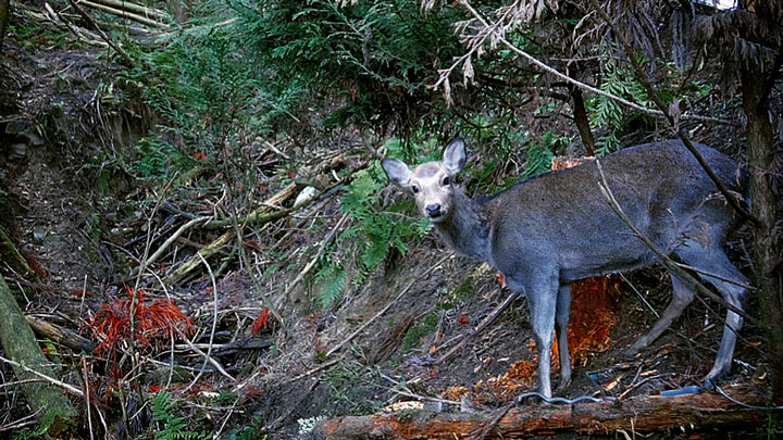 鹿による林業被害低減へ　宇陀市と共同で狩猟体験イベント開催　森庄銘木