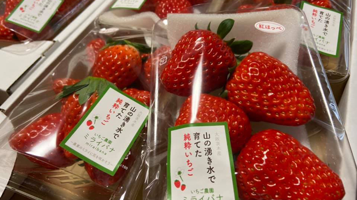いちご農園ミライバナ 茨木ファーム　 1月8日から直売開始