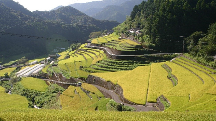 2012年からオーナー制度を導入している 貝ノ川の棚田（高知県津野町）