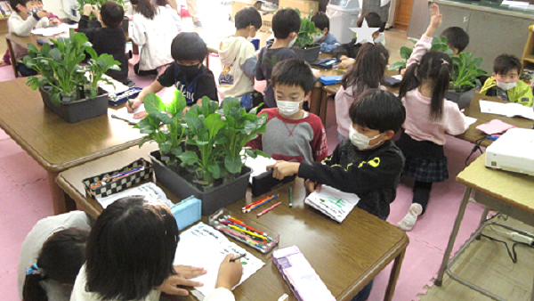 食育プロジェクト　学童で水耕栽培の小松菜を収穫　ソシオークグループ