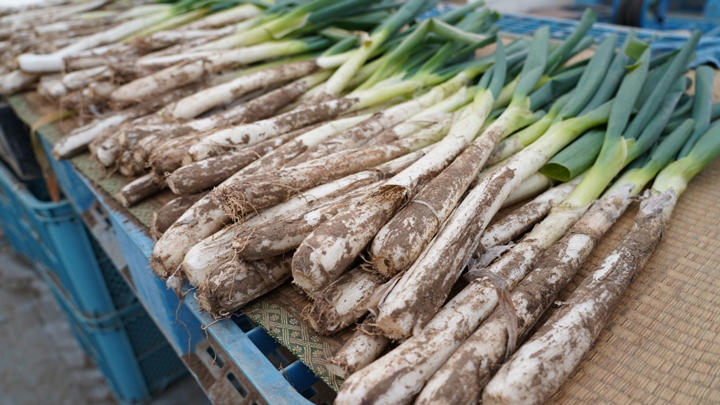 長野市の伝統野菜「松代一本ねぎ」