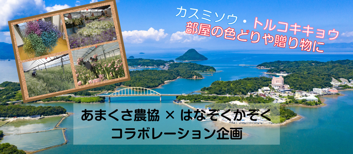 花の農家直送セレクトショップ「はなぞくかぞく」ＪＡあまくさとコラボ