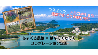 花の農家直送セレクトショップ「はなぞくかぞく」ＪＡあまくさとコラボ