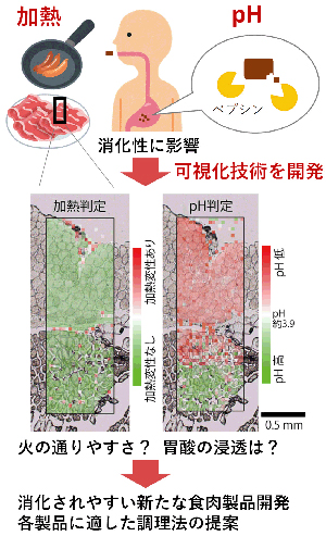 食肉タンパク質の加熱状態と可視化技術開発