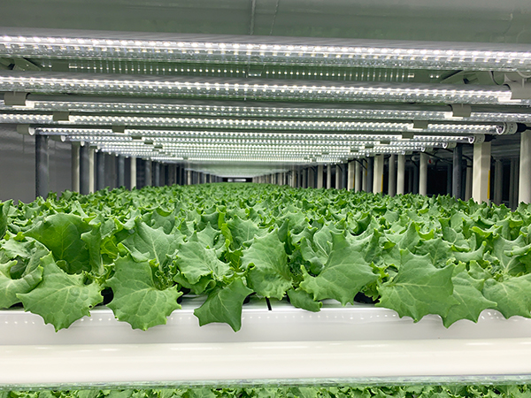  西友店舗内で運営するレタス栽培の植物工場のイメージ