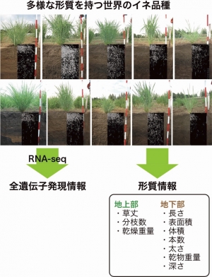 世界のイネ品種の形質情報と全遺伝子発現情報の取得