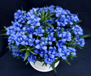 八重咲きの「いわて八重の輝きブルー」（岩手県農業研究センター提供）