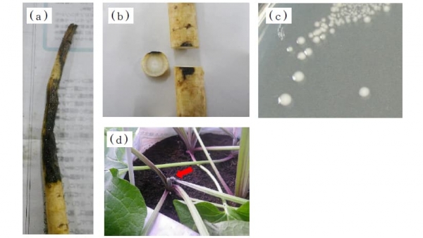図a：根部切り口部の腐敗 図b：根部表面の腐敗とその断面 図c：NA培地上の分離菌のコロニー 図d：葉柄接種2日後の病徴（矢印は接種部位） （写真提供：熊本県病害虫防除所）