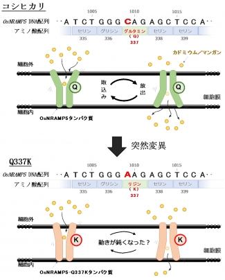 突然変異によるOsNRAMP5-Q337Kタンパク質のアミノ酸配列とカドミウムとマンガン輸送能の変化（模式図）