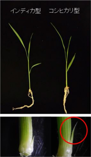 インディカ型とコシヒカリ型MP3の腋芽伸長の様子。コシヒカリ型MP3を持つ品種は、幼苗の段階で腋芽の伸長がインディカ型MP3よりも旺盛であることが分かる（図中○印）。