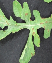 スイカ葉の病斑（写真提供：和歌山県農作物病害虫防除所）