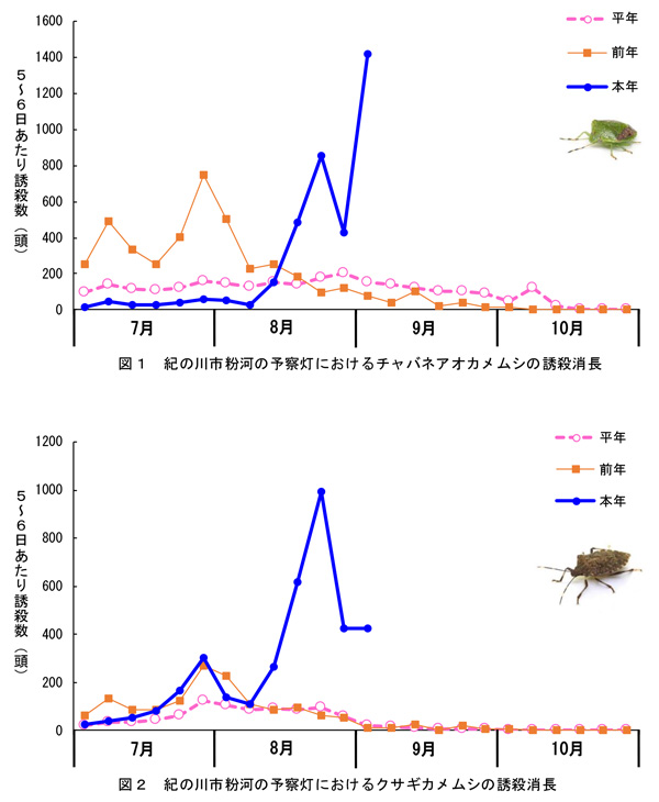 【注意報】カキ、カンキツなどに果樹カメムシ類　県内全域で多発のおそれ　和歌山県