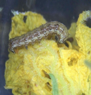メロンの花を加害するオオタバコガの幼虫（6月3日撮影）（提供：山形県病害虫防除所）