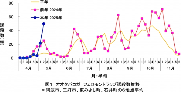 図1：オオタバコガフェロモントラップ誘殺数推移＊阿波市、三好市、東みよし町、石井町の6地点平均