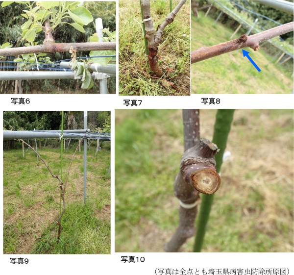 写真6、7、8、9、10（提供：埼玉県病害虫防除所）