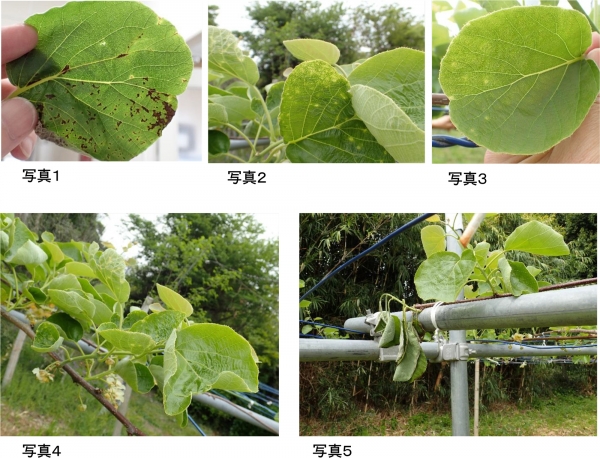 写真1、2、3、4、5　（提供：埼玉県病害虫防除所）