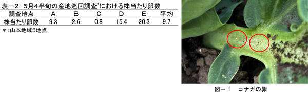 図－1コナガの卵（提供：秋田県病害虫防除所）と表－25月4半旬の産地巡回調査*における株当たり卵数