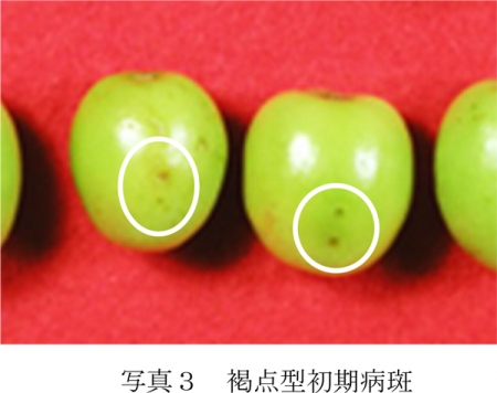 写真3：褐点型初期病斑（提供：山形県病害虫防除所）