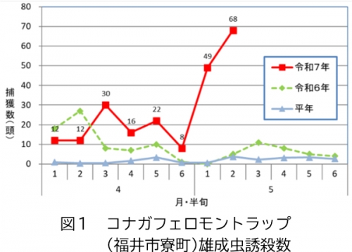図1：コナガフェロモントラップ（福井市寮町）雄成虫誘殺数