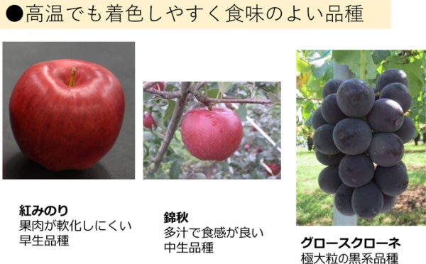 着色不良対策品種