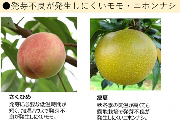 発芽不良対策品種